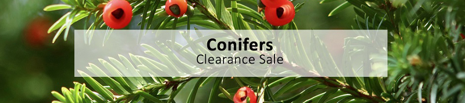 Conifer Category Page Banner Jan-23